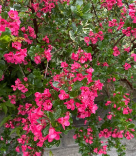 Escallonia Donard Radianc